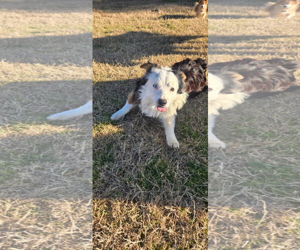 Medium Photo #4 Australian Shepherd Puppy For Sale in Dallas, TX, USA