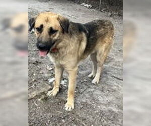 Australian Shepherd-Unknown Mix Dogs for adoption in Virginia Beach, VA, USA