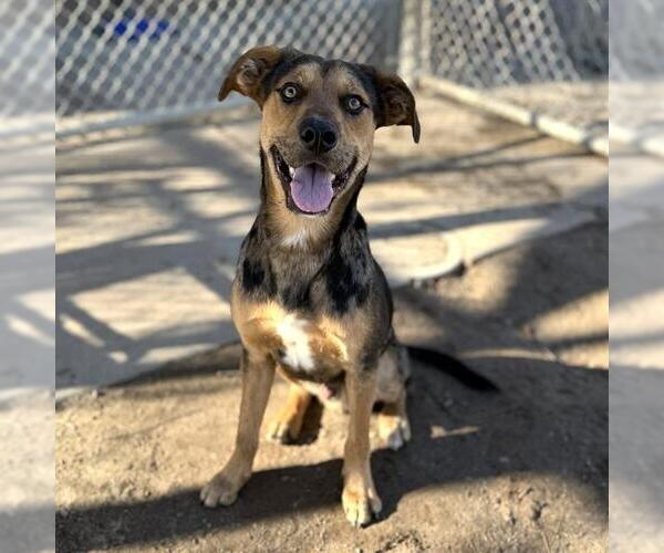 Medium Photo #1 Catahoula Leopard Dog-Unknown Mix Puppy For Sale in Modesto, CA, USA