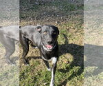 Small #6 Labrador Retriever Mix