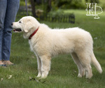 Small Photo #2 Golden Pyrenees Puppy For Sale in ELLENBORO, NC, USA