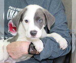 Small #2 Great Pyrenees Mix