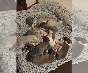 Great Dane Puppy for sale in WINNEBAGO, IL, USA