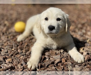 Golden Retriever Puppy for sale in SANTA CLARA, CA, USA