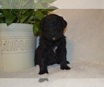 Small Photo #2 Bernedoodle Puppy For Sale in MIFFLINBURG, PA, USA