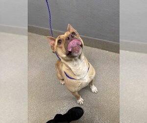 Mutt Dogs for adoption in Las Vegas, NV, USA