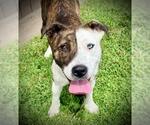 Small #1 Mutt