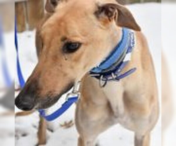 Medium Photo #1 Greyhound Puppy For Sale in Grandville, MI, USA