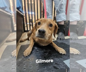 Labrador Retriever-Unknown Mix Dogs for adoption in El Centro, CA, USA