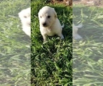 Small Photo #16 Golden Pyrenees-Great Pyrenees Mix Puppy For Sale in RAVENNA, MI, USA