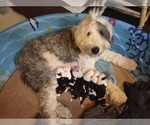 Small Photo #54 Old English Sheepdog Puppy For Sale in WILMINGTON, OH, USA