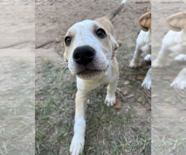 Medium Photo #11 Shepradors Puppy For Sale in McKinney, TX, USA