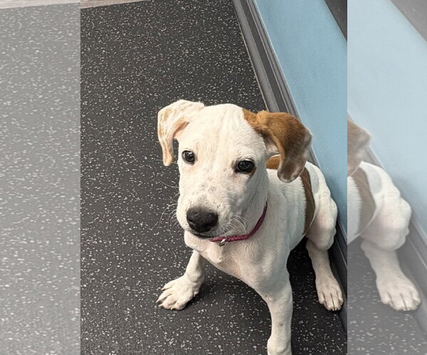 Medium Photo #3 Beagle-Unknown Mix Puppy For Sale in Blairsville, GA, USA
