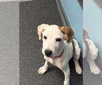 Small #2 Beagle Mix