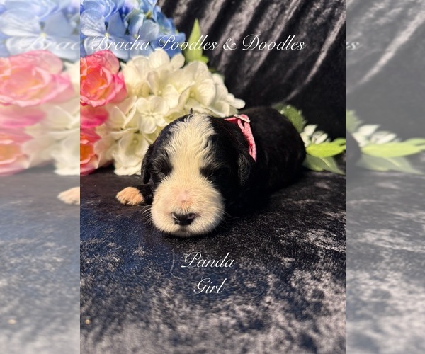 Medium Photo #6 Golden Mountain Doodle  Puppy For Sale in SAINT CLOUD, MN, USA