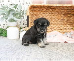 Small #5 Schnauzer (Miniature)