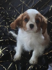Cavalier King Charles Spaniel Puppy for sale in WEST POINT, VA, USA