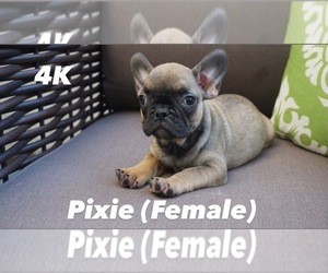 French Bulldog Puppy for sale in FRESNO, CA, USA