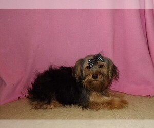 Yorkshire Terrier Puppy for sale in PATERSON, NJ, USA