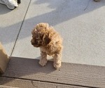 Small Photo #3 Poodle (Miniature) Puppy For Sale in LEONARDVILLE, KS, USA