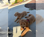 Small #1 Goldendoodle (Miniature)
