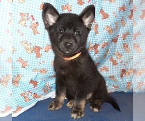 Pomsky Puppy for sale in CARTHAGE, TX, USA