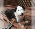 Small Photo #1 Border Collie-Sheepadoodle Mix Puppy For Sale in MARATHON, WI, USA