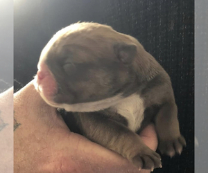 English Bulldog Puppy for sale in ROCHESTER, MI, USA