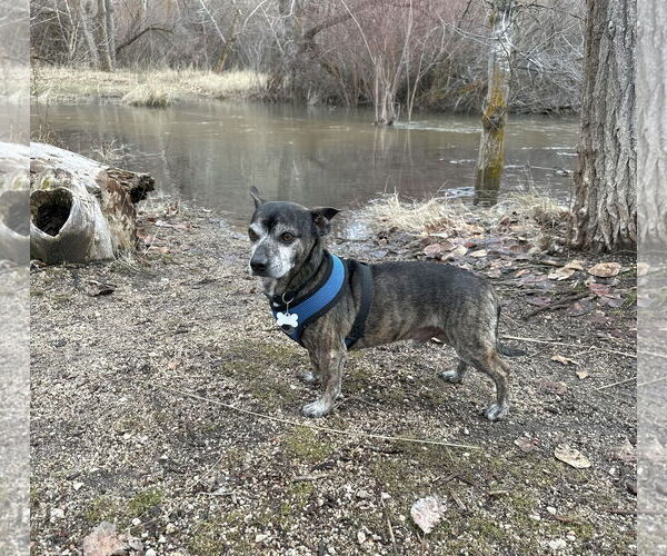 Medium Photo #3 Chihuahua-Unknown Mix Puppy For Sale in Boise, ID, USA