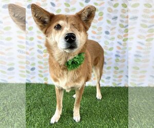 Carolina Dog-Unknown Mix Dogs for adoption in Corona, CA, USA