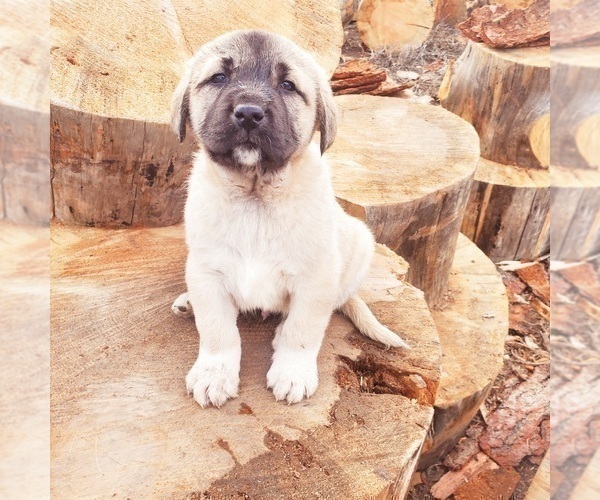 Medium Photo #3 Kangal Dog Puppy For Sale in SILVER LAKE, OR, USA