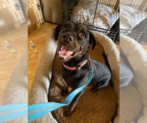 Rottweiler Dogs for adoption in Gilbert, AZ, USA