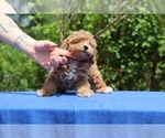 Small #20 Poodle (Toy)