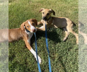 Labbe Dogs for adoption in Acworth, GA, USA