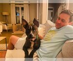 Small #3 American Pit Bull Terrier Mix