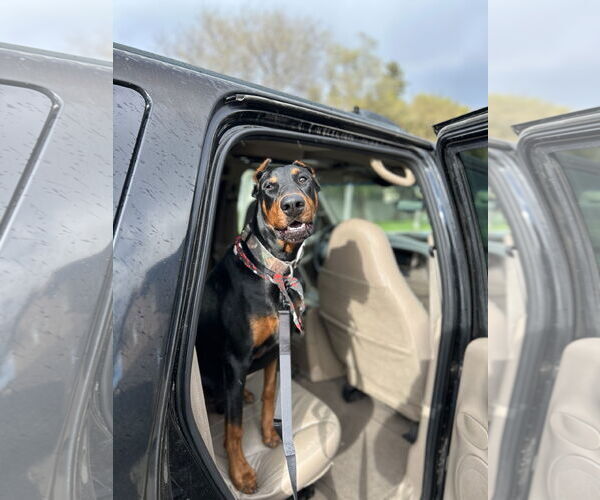 Medium Photo #1 Doberman Pinscher Puppy For Sale in Woodland, CA, USA
