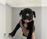 Small German Shepherd Dog Mix