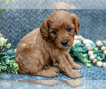 Small Photo #16 Cavapoo Puppy For Sale in SHIPSHEWANA, IN, USA