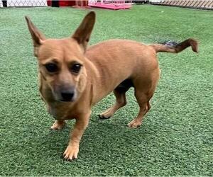Dachshund Dogs for adoption in Norco, CA, USA