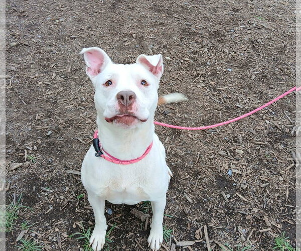 Medium Photo #2 Mutt Puppy For Sale in Martinsburg, WV, USA