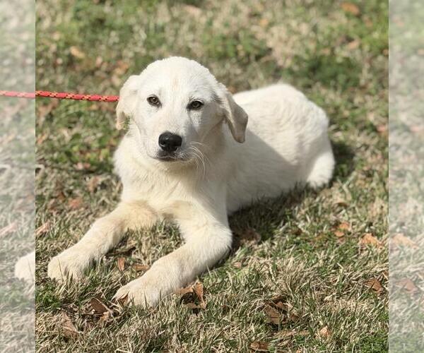 Medium Photo #2 Great Pyrenees-Unknown Mix Puppy For Sale in Yardley, PA, USA