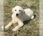 Small #1 Great Pyrenees Mix