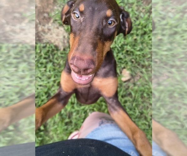 Medium Photo #14 Doberman Pinscher Puppy For Sale in KELLYTON, AL, USA