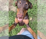 Small #13 Doberman Pinscher