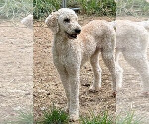 Labradoodle Dogs for adoption in Okolona, MS, USA