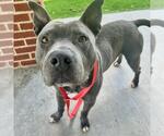Small #2 American Staffordshire Terrier Mix
