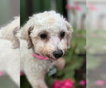 Small Bichon Frise