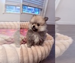 Small #3 Pomeranian