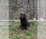 Small #1 Labrador Retriever