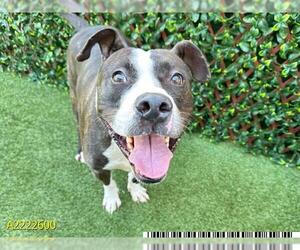American Bulldog Dogs for adoption in West Palm Beach, FL, USA